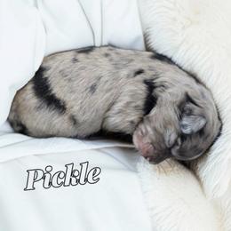 Pickle - Blue merle male Aussiedoodle puppy in Lebanon, Oregon from Abbott Family Farm