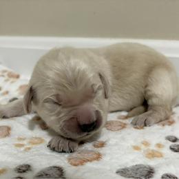 Scampi - Light golden male Golden Retriever puppy in Seville, Ohio from Retriever Ranch
