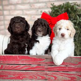 Goldendoodles from Doodles in the Skye