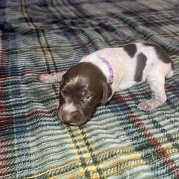 Purple female - Liver roan female German Shorthaired Pointer puppy in Osawatomie, Kansas from Doyle’s GSP