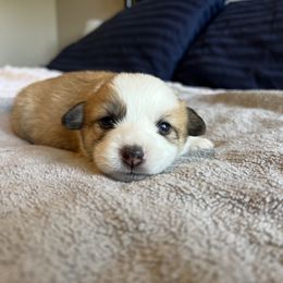 Girl 2 - Fawn Pembroke Welsh Corgi puppy in Milliken, Colorado from Columbine Corgis