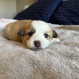 Girl 2 - Fawn Pembroke Welsh Corgi puppy in Milliken, Colorado from Columbine Corgis