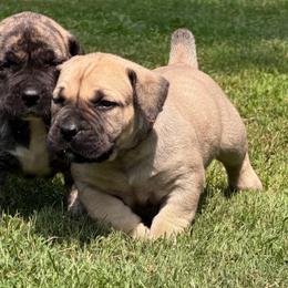 Rainbow Collar - Fawn female Boerboel puppy in Manitowoc, Wisconsin from Mae Boerboel