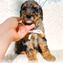 Blaze - Merle male Goldendoodle puppy in California City, California from Summer Sun Doodles