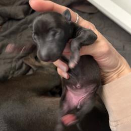 Sorsha - Seal female Italian Greyhound puppy in Las Vegas, Nevada from Amanda's Italian Greyhounds