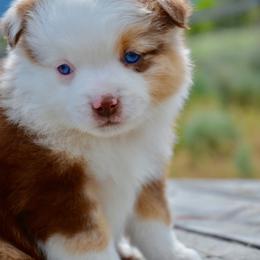 RMF-3 - Red merle female Miniature Australian Shepherd puppy in Baker City, Oregon from Back Country Aussies