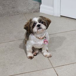 Shih Tzus from Dancing Sun Breeding