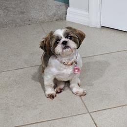 Shih Tzus from Dancing Sun Breeding