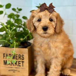 Brown - Red  female Goldendoodle puppy in Hesperia, Michigan from Red Acres Poodles & Doodles