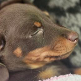 Dachshunds and Pomeranians from Bear Valley Puppies