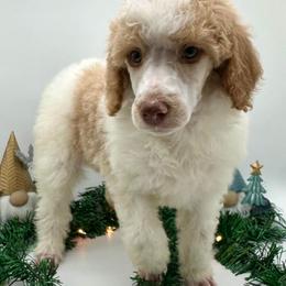 Poodle and Sheepadoodle Puppies from Smokey Mountain Sheepadoodles