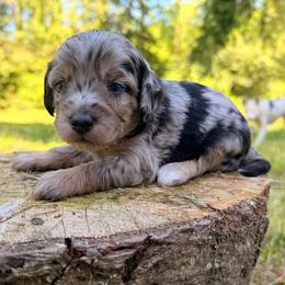 Fiesta - Blue merle female Aussiedoodle puppy in Mulino, Oregon from Korbella Farm