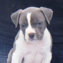 American Staffordshire Terrier and French Bulldog Puppies from Cicero Kennels