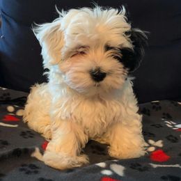Havanese Puppies from Dearheart Havanese