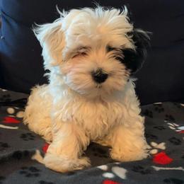 Havanese Puppies from Dearheart Havanese