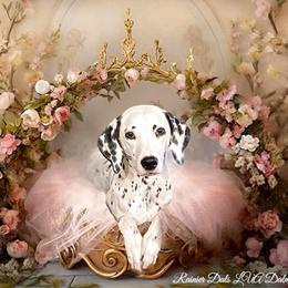 Dalmatian Puppies from Rainier DALS LUA Dalmatians of Washington
