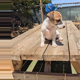 Girl brown tri beautiful - Tri-colored female Parson Russell Terrier puppy in Phelan, California from Elite Parson Russells