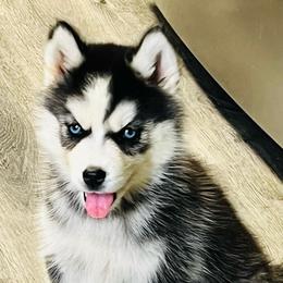 LJ Girl 5 - Black and white female Siberian Husky puppy in Monroe, Georgia from Beastly Beauties Huskies & Pomskies