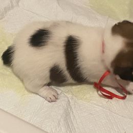 Golden Retriever and Jack Russell Terrier Puppies from Shelby Burleson's Golden Retrievers and Jack Russell Terriers