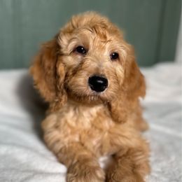Howie - Cream male Goldendoodle puppy in Osage City, Kansas from Golden Ridge Goldens