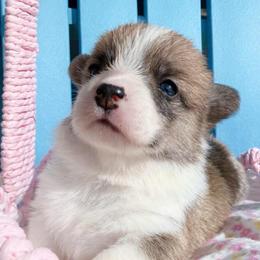 Clove - Red female Pembroke Welsh Corgi puppy in Griffin, Georgia from Rollnoaks & Cottontail AKC Pembroke Welsh Corgis