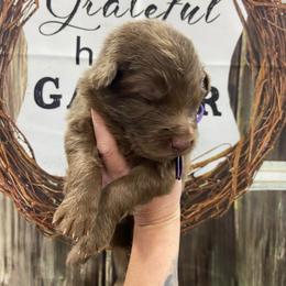 Girl 2 Purple Collar - Liver female German Shepherd puppy in Pelham, North Carolina from P & P Shepherds
