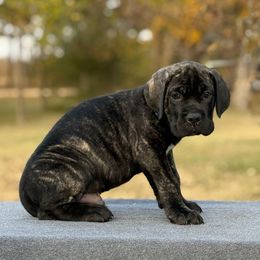 Royal Blue - Black brindle male Cane Corso puppy in Paris, Texas from Knucklehead Cane Corso