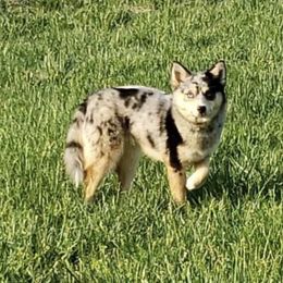Pomsky Puppies from Wolfpack Pomskies