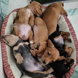 Dachshund puppies from RK Doxies