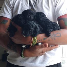 Poodle Puppies from Seattle Sankofa Kennel Club