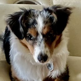 Teeter - Toy Australian Shepherd