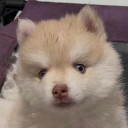 Bacardi - Merle male Pomsky puppy in Spring Hill, Florida from PDQ Pomskies