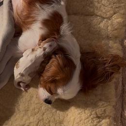 Bohemian Rhapsody - Blenheim male Cavalier King Charles Spaniel puppy in Saint Augustine, Florida from STARGAZER CAVALIERS