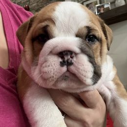 Honey - Fawn female Bulldog puppy in Geraldine, Alabama from Rathbone Bulldogs