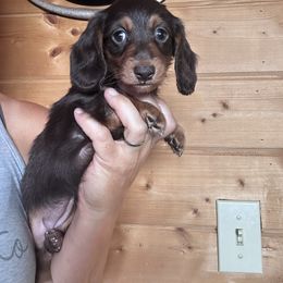 Isabella - Chocolate and tan female Dachshund puppy in Cheyenne, Wyoming from Great Basin Hounds