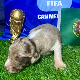 Cristiano Ronaldo (Portugal) - Merle male Labradoodle puppy in Kingston, Georgia from CC Familydoodles