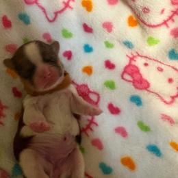 Rays - Brindle female Shih Tzu puppy in Temple, Pennsylvania from Kathy Diego's Shih Tzus