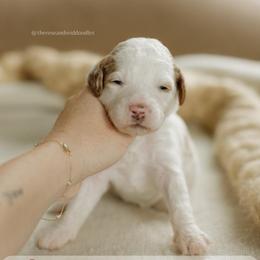 Chestnut - Parti female Goldendoodle puppy in Hiddenite, North Carolina from Rose and Reid Doodles