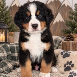 Aspen - Gray Boy - male Bernese Mountain Dog puppy in Redlands, California from Kiss The Doodlez