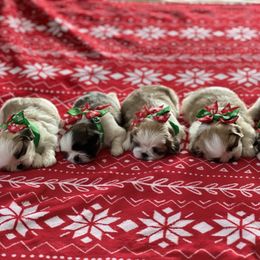 Shih Tzu Puppies from Sarayas Shih Tzus
