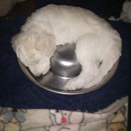 Dozer - Cream and white male Aussiedoodle puppy in New Philadelphia, Ohio from Oldtown Doodles