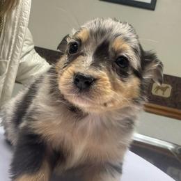 Bell - Blue merle female Toy Australian Shepherd puppy in Morganfield, Kentucky from 4T Toy and Mini Australian Shepherds