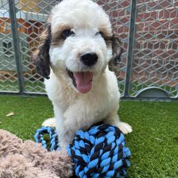 Tuk - Tri-color male Bernedoodle puppy in Williamston, South Carolina from Sassy Bob’s Dogs