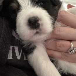 Australian Shepherd Puppies from Webb Farm Aussies