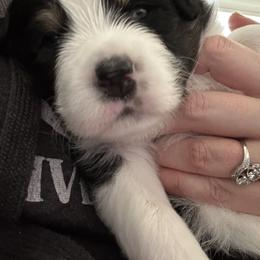Australian Shepherd Puppies from Webb Farm Aussies
