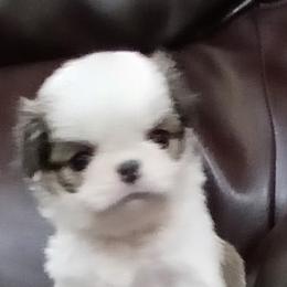Cole - Sable and white male Japanese Chin puppy in Salem, Oregon from Chinnychinchinofsalem