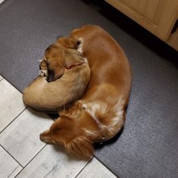 Dachshunds from Carmen's Dachshunds