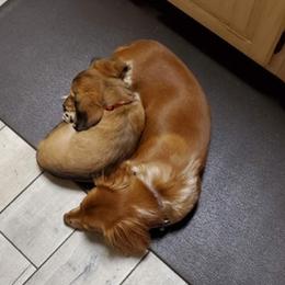 Dachshunds from Carmen's Dachshunds