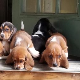 Basset Hounds from Snellgrove Farms