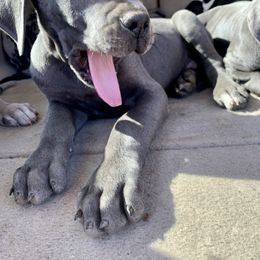 Great Dane Puppies from Tar River Great Danes